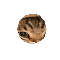 a close up of a cat 's head with a white background