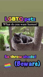 lgbtq petz what do you want human? so throw shade beware