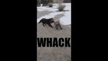a man is playing with two dogs in a snowy park .