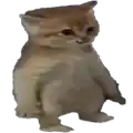 a kitten is standing on its hind legs and smiling .