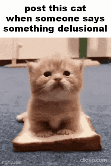 a kitten is sitting on a piece of bread with the caption " post this cat when someone says something delusional "