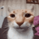 a close up of a cat 's face with a blurred background .
