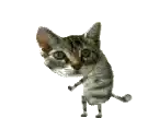 a kitten is standing on its hind legs on a white background .