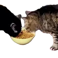 two cats are eating cereal from a bowl