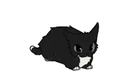 a black and white cat with a white stripe on its chest is standing on a white background .