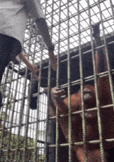 a man reaches out to a cage with a monkey behind it
