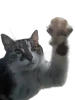 a cat 's paw is visible behind a glass