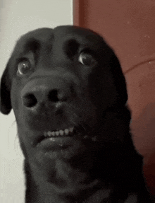 a close up of a black dog 's face making a funny face .