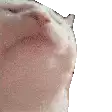 a close up of a cat 's ear with a white background .