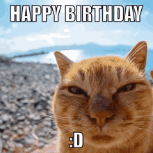 a cat with an angry look on its face says happy birthday : d