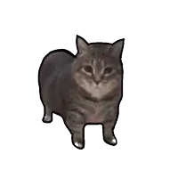 a cat is standing on its hind legs and looking at the camera on a white background