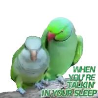 two green birds standing next to each other with the words " when you 're talkin ' in your sleep " above them