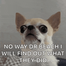 a chihuahua dog is making a funny face and saying no way dr beach i will find out what they did .