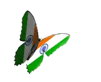 a butterfly with the flag of india painted on it 's wings