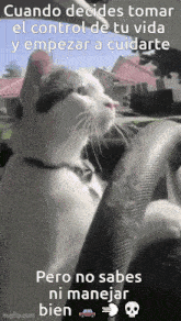 a cat is sitting in the driver 's seat of a car with a caption that says cuando decides tomar el control