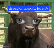 a picture of a bull with blue eyes and the words do you look a cow in the eyes