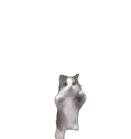 a black and white photo of a cat standing on its hind legs .