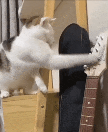 a cat playing a guitar with the brand name ibanez