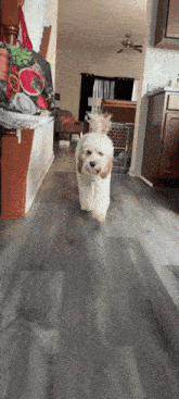 a small white dog is running down a hallway in a home