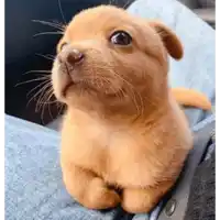 a small brown puppy looks up at the camera