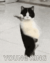 a black and white cat standing on its hind legs on a tiled floor .