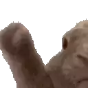 a close up of a cat 's paw on a white background