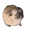 a pug dog is sitting on a white surface .