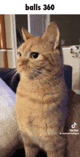 a cat sitting on a couch with the caption balls 360 on the bottom