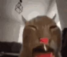 a close up of a cat with its mouth open .