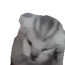 a close up of a hamster 's face with a white background .