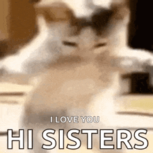 a cat is saying i love you hi sisters .