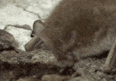 a close up of a bat on a rock with water coming out of it 's mouth