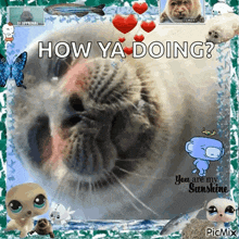a picture of a seal with the words how ya doing