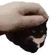 a person is petting a black and white cat 's head